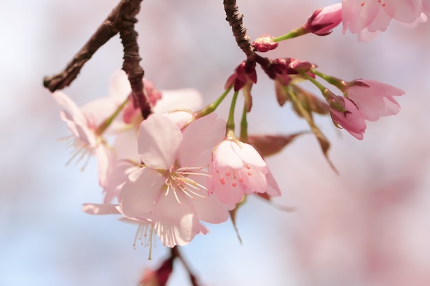 Miękkie Wiosenne Rozmycie Tła Kwitnące Gałęzie Wiśni Sakura Kopia Przestrzeń