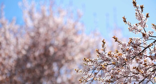 Miękkie zdjęcie kwitnącej wiosennej gałęzi jabłoni na tle błękitnego nieba
