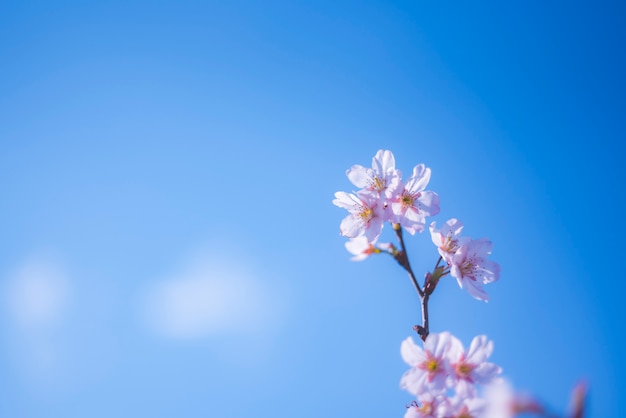 Miękkiej ostrości Czereśniowy okwitnięcie lub Sakura kwiat na natury tle