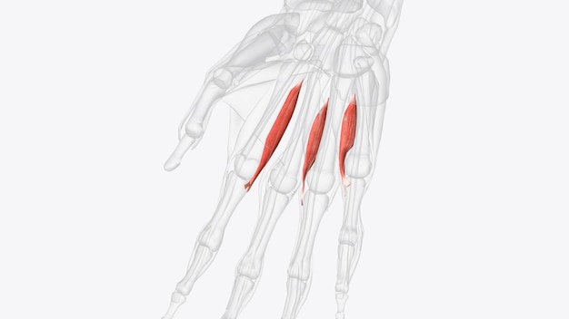 Zdjęcie mięśnie międzykostne dłoni prawej ręki