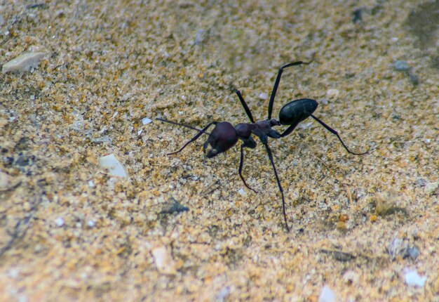 Mięso Ant Owady Fotografia Makro