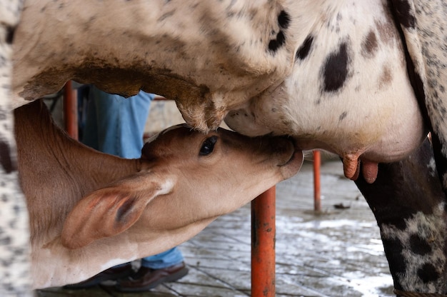 Zdjęcie mięso mleczne z piersi krowy
