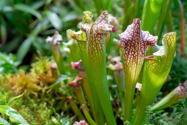 Mięsożerna roślina drapieżna Saracenia - Sarracenia