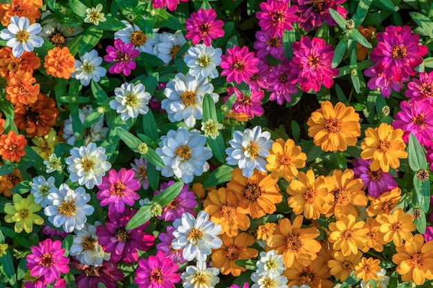 Mieszać kwiaty zinnia elegans w ogrodzie natura kwiat tle