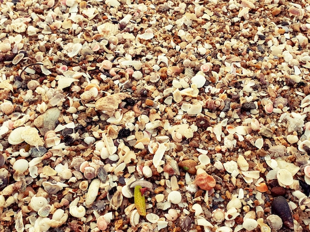 Zdjęcie mieszane muszle na tle plaży