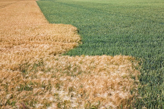 Mieszane pole rolne z różnymi zbożami