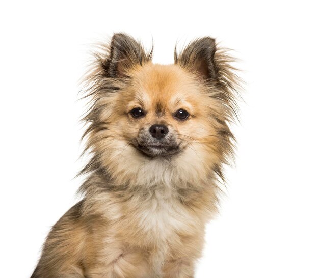 Mieszaniec Chichi Chiński grzywacz i Chihuahua patrzący