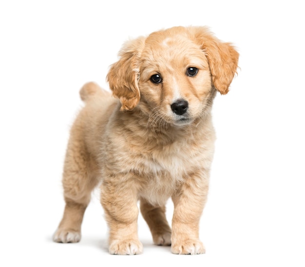 Mieszaniec Jack Russell Terrier I Golden Retriever, 2 Miesiące, Przed Białym Tłem