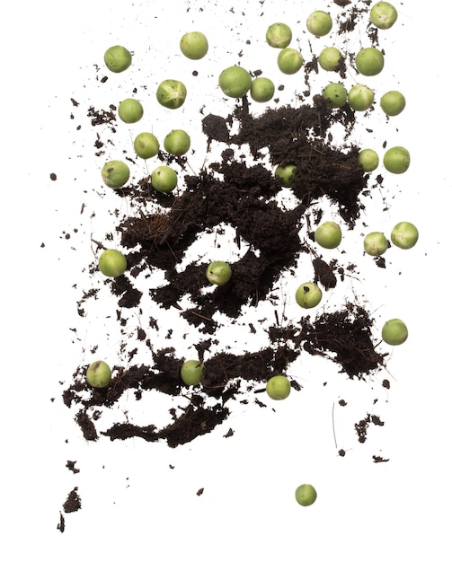 Mieszanka jajecznika z nawozem glebowym Latają muchy Zielone jajeczniki do sadzenia Pływają w powietrzu Nightshade Berry Jajeczniki rzucają w powietrze Białe tło izolowane szybkie ruchy zamrażania