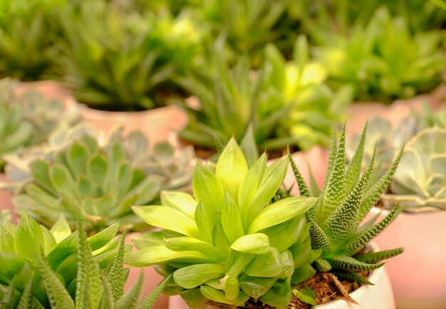Mieszanka kaktusów i sukulentów rośnie w doniczce na sprzedaż w sklepie. Domowe ogrodnictwo roślinne jako hobby.
