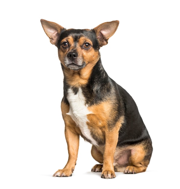 Mieszany pies z chihuahua siedzący na białym tle
