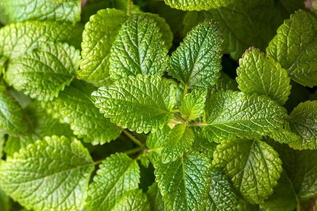 Mięta pieprzowa. (Melissa officinalis) Aromatyczne liście rośliny z rodziny miętowatych lub otrzymywany z nich olejek eteryczny, stosowane jako środek aromatyzujący w żywności.