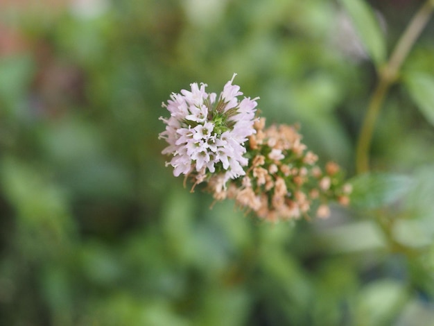 Mięta Pieprzowa Mentha Piperita Roślina