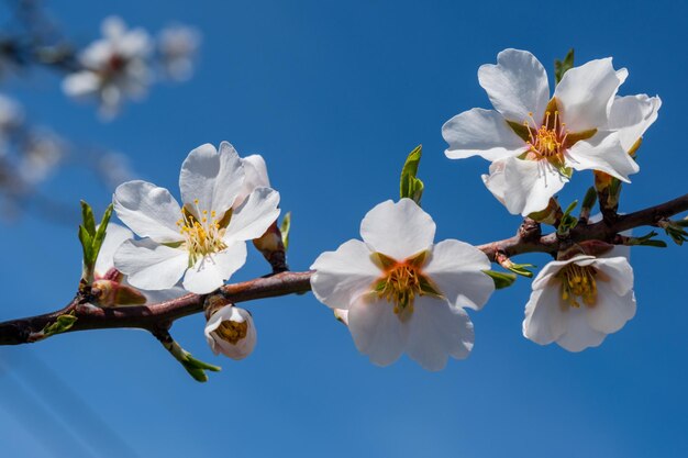 Migdałowy kwiat zbliżenie migdały kwitną wczesną wiosną wiosenne kwiaty migdałowe i błękitne niebo miękkie ostrości