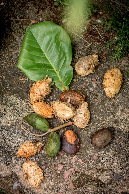 Migdały tropikalne, migdały bengalskie, migdały indyjskie, migdały morskie, migdały plażowe (Terminalia catappa).