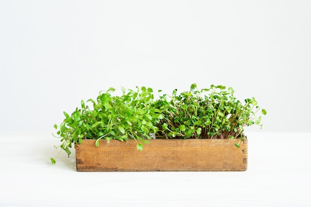 Mikro zieleni w drewnianej tacy na stole na białym tle Mikro kolendra i rzodkiewka Zdrowe zioła do gotowania z miejsca na kopię
