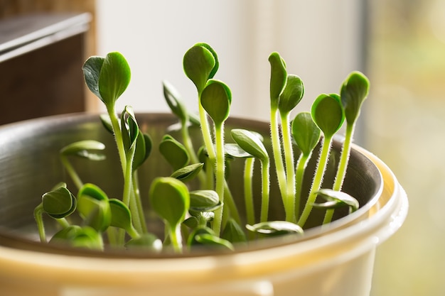 Mikrogolonki Z Dyni. Kiełkowanie Microgreen.