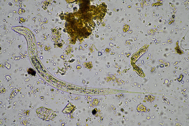 Zdjęcie mikroorganizmy glebowe w próbkach gleby i kompostu grzyby i grzyby oraz pod mikroskopem w rolnictwie regeneracyjnym w australii