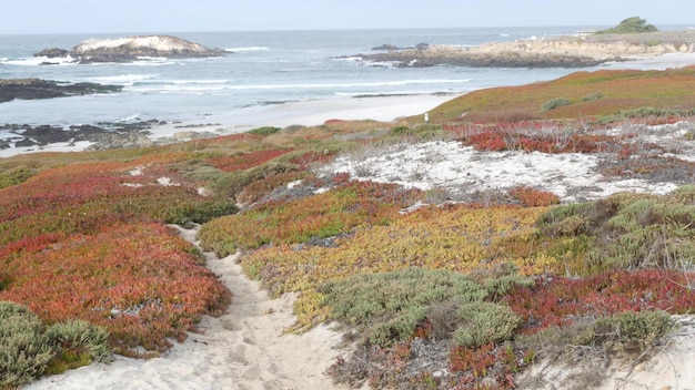 Mile drive Monterey California skaliste skaliste wybrzeże oceanu fale sukulenty