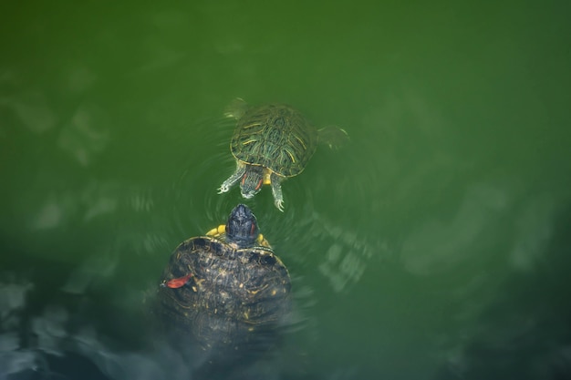 Miłość i całowanie koncepcji. Pływanie Żółwia Dziecięcego zbliża się do Jej Matki lub Ojca w poszukiwaniu Pocałunku