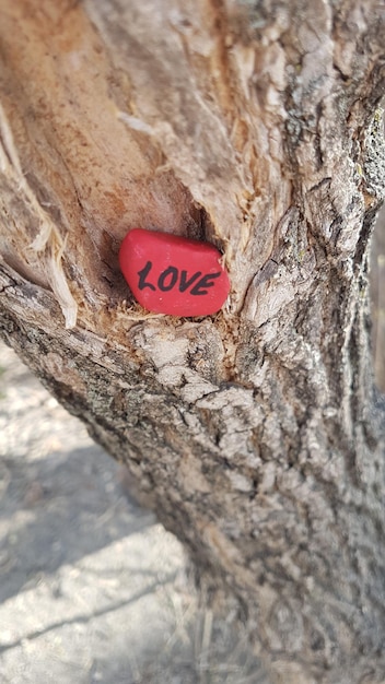 Zdjęcie miłość skała w pniu drzewa