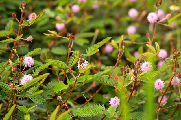 Mimosa Pudica Mimosa Pigra Z Rodziny Fabaceae Na Niewyraźnym Zielonym Tle