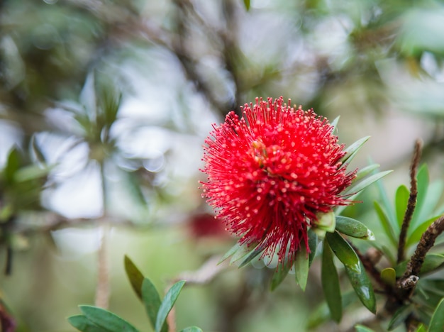 Mimosa Pudica