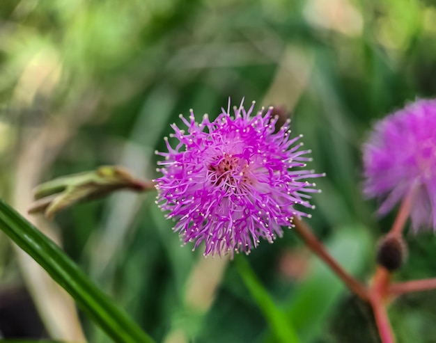 Mimosa strigillosa jest członkiem oryginalnej i wieloletniej rodziny grochu z rodziny Fabaceae