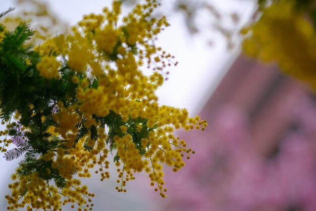 Zdjęcie mimosa w tokio