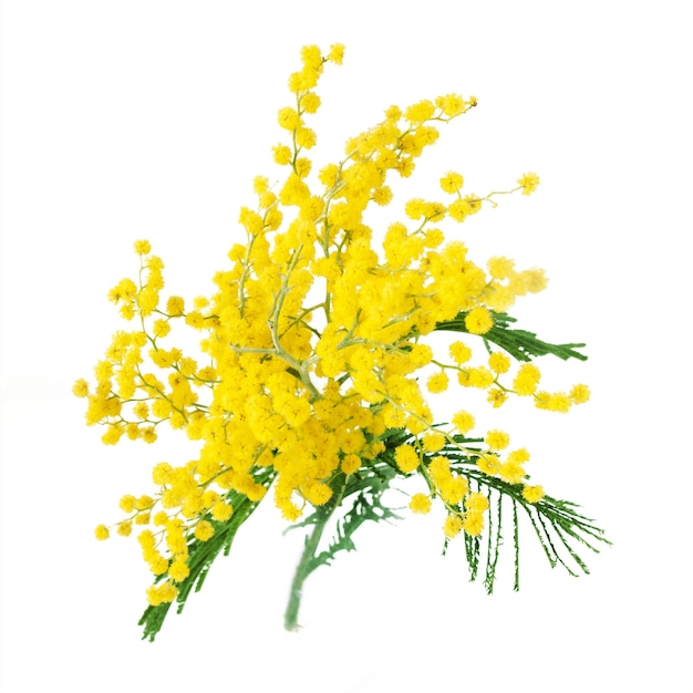Zdjęcie mimoza o okrągłych, puszystych żółtych kwiatach