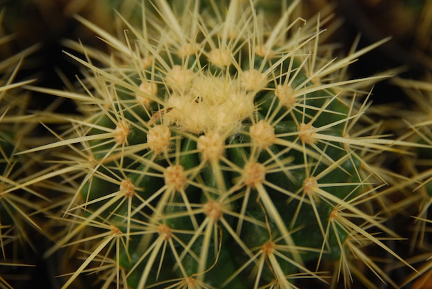 mini kaktus w doniczce