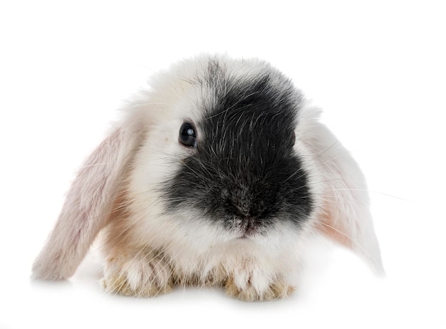 mini lop w studio