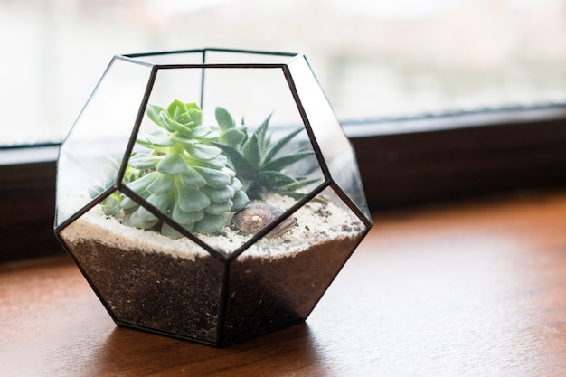 Mini soczysty ogródek w szklanym terrarium na drewnianym parapecie, sukulenty z piaskiem i kamieniami w szklanym pudełku, elementy dekoracji wnętrz.