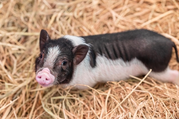 Zdjęcie miniaturowa świnia lub mini świnia małe rasy świń domowych dla uroczych zwierząt domowych