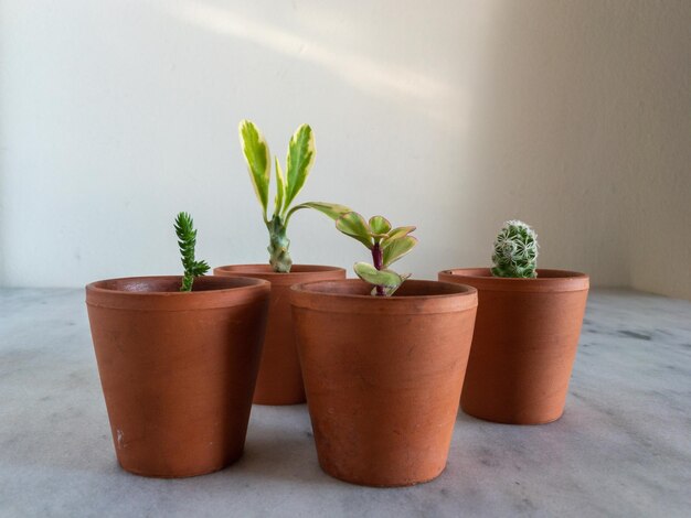 Zdjęcie miniaturowe sukulenty i kaktusy