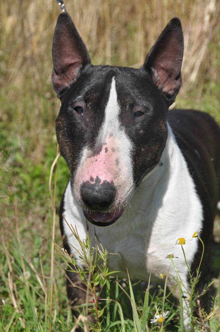 Zdjęcie miniaturowy bull terrier pies na naturze na polu