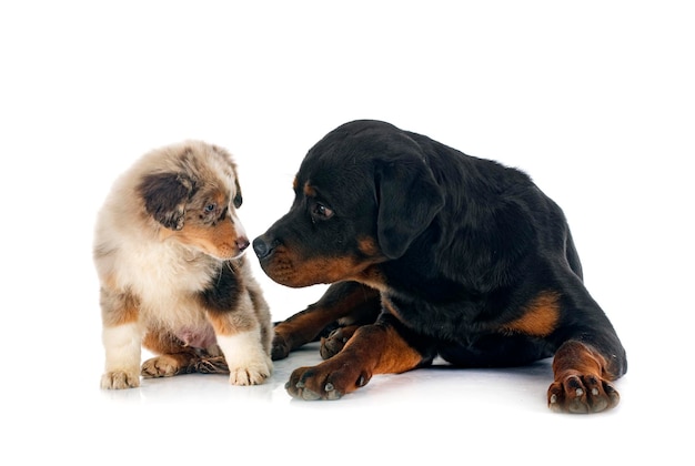 Miniaturowy owczarek amerykański i rottweiler na białym tle