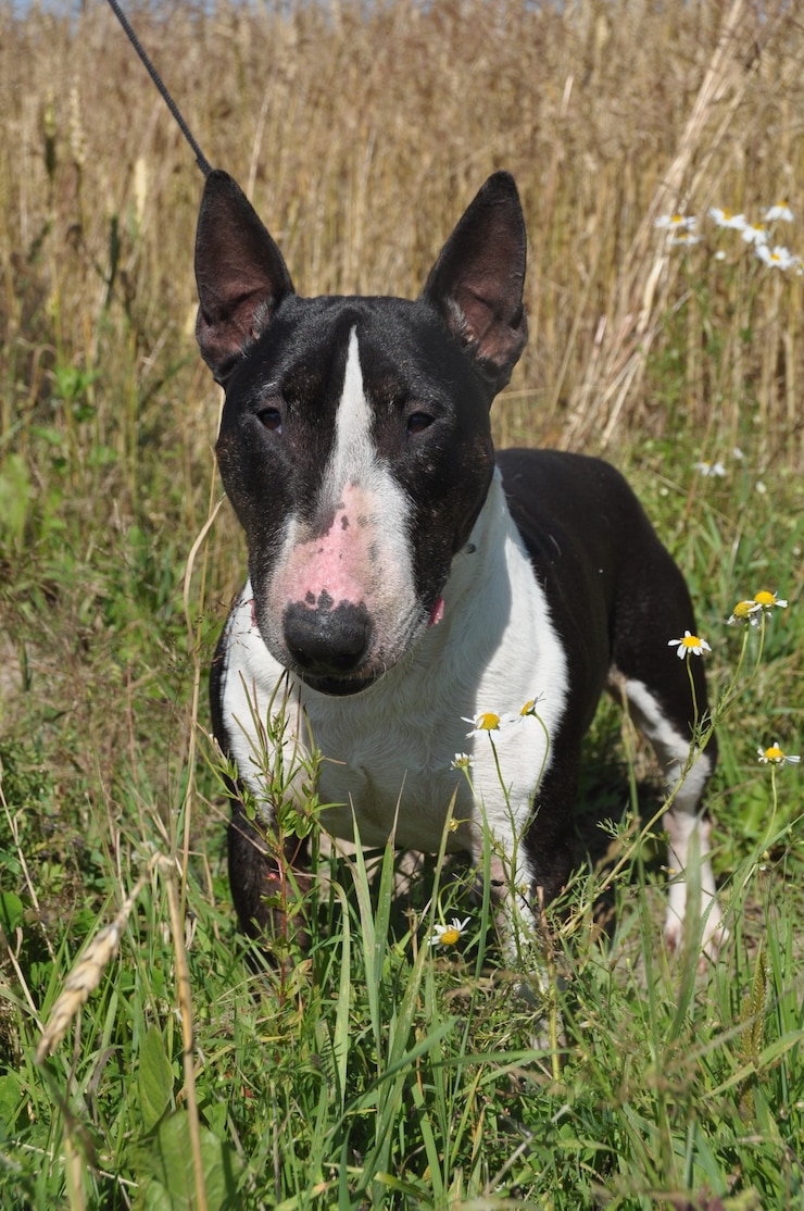 Zdjęcie miniaturowy pies bull terrier na charakter