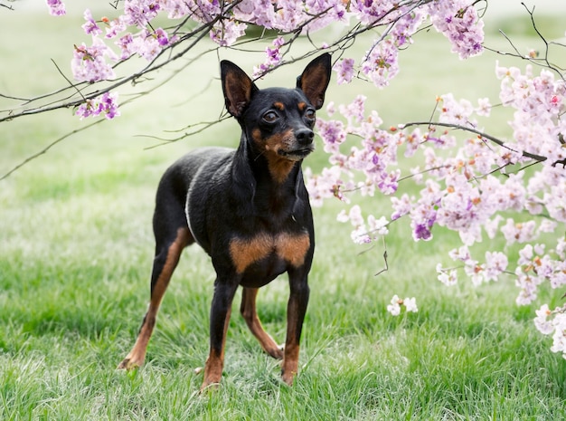 miniaturowy pinscher w przyrodzie