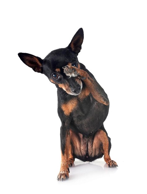 miniaturowy pinscher w studiu