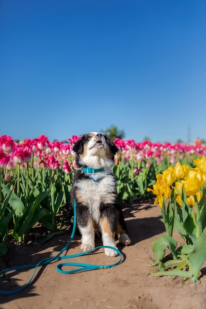 Miniaturowy szczeniak owczarka amerykańskiego w tulipanach. Pies w polu kwiatowym. Rozkwiecony. Wiosna