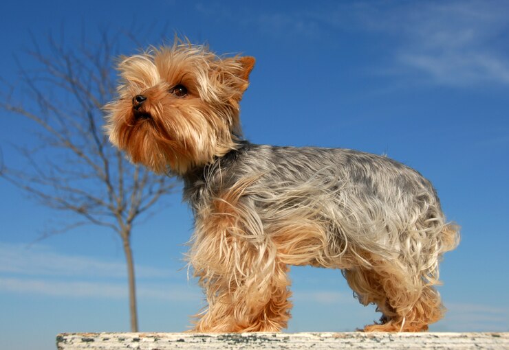 Zdjęcie miniaturowy yorkshire terrier