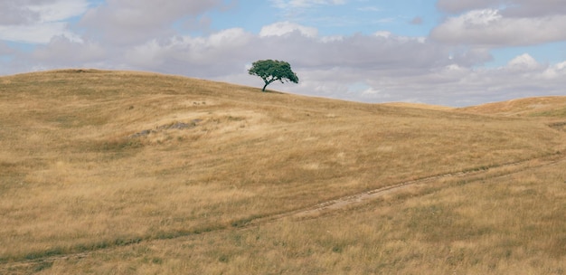 Minimalistyczna panorama pagórkowatego zaoranego pola z samotnym dębem korkowym Quercus Suber sfotografowanym w portugalskim regionie Alentejo