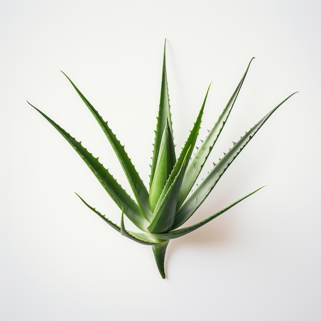 Minimalistyczna tekstura organiczna rośliny Aloe Vera z innowacyjnymi technikami