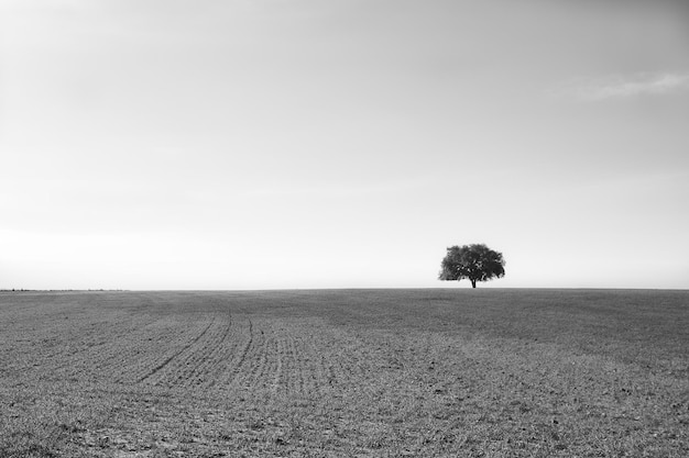 Minimalistyczny monochromatyczny obraz rozległego pola pszenicy z samotnym dębem na horyzoncie.