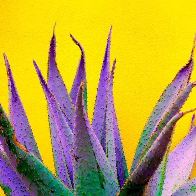 Minimalistyczny projekt roślin mody. Aloes. Kolorowy trend. Wyspy Kanaryjskie