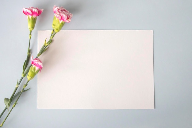 Zdjęcie minimalistyczny układ białej pustej karty lub karty z różowymi goździkami jako ramką na niebiesko