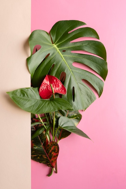 Zdjęcie minimalny skład roślin tropikalnych