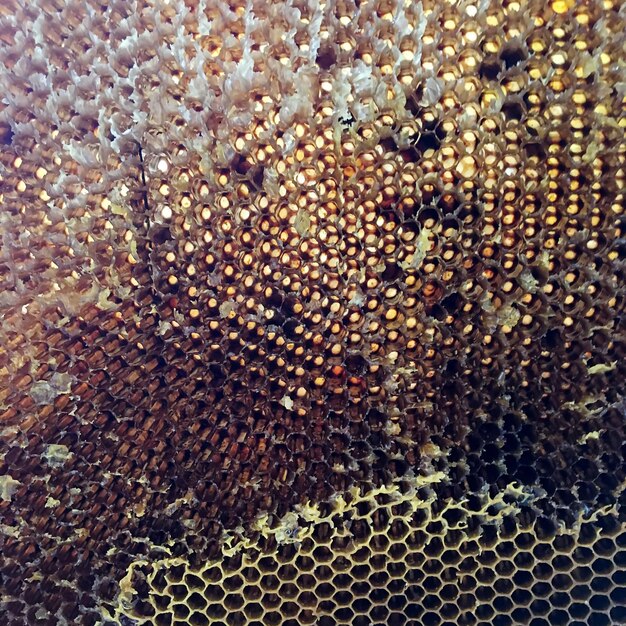 Zdjęcie miód z ula pszczelarskiego wypełniony
