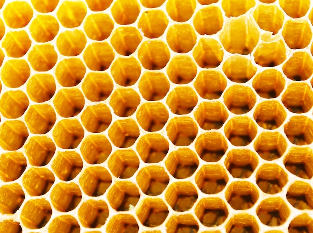 Miodowe Komórki Pszczół